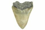 Bargain, Fossil Megalodon Tooth - Serrated Blade #308470-2